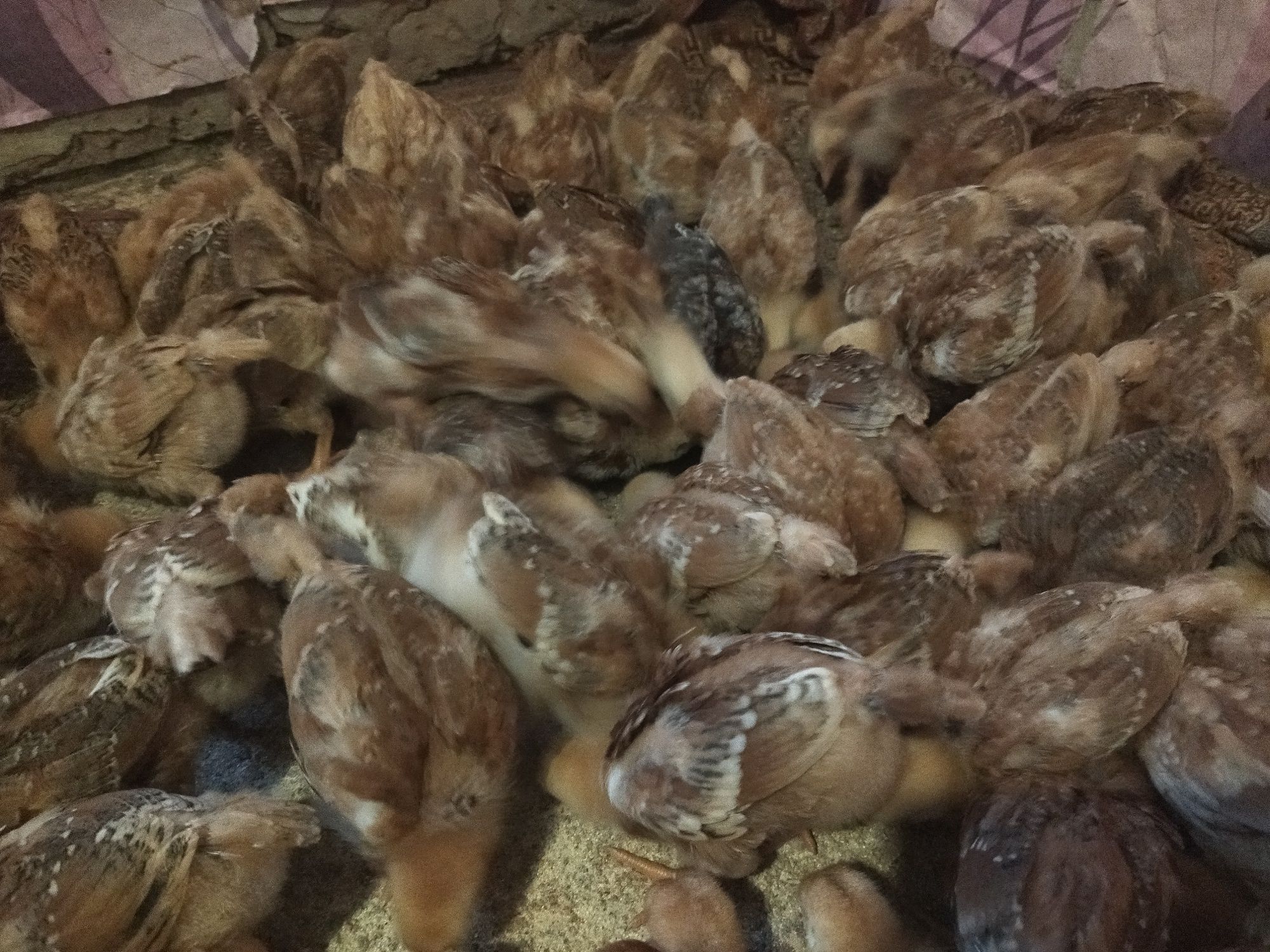 Продам місячне курчата редбро