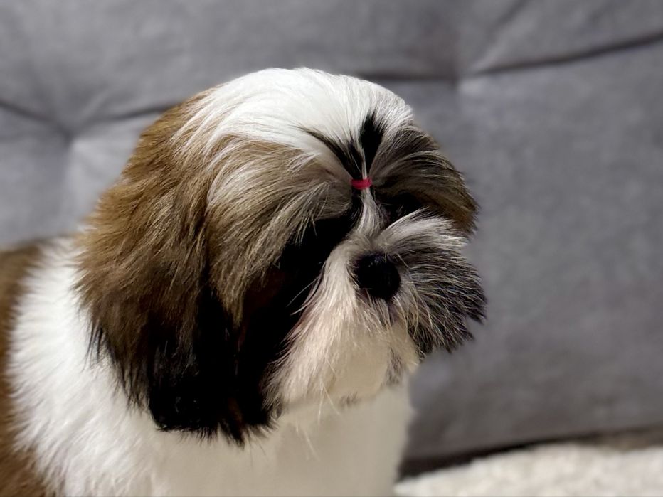 Piesek Shih Tzu ZKwP FCI