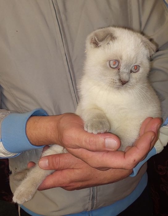 Чистокровная Девочка Скоттиш фолд.