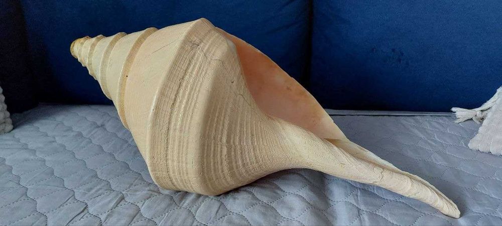 Syrinx Aruanus Concha *róg sygnałowy XXXL* 62 cm +Cassis Cornuta 20cm