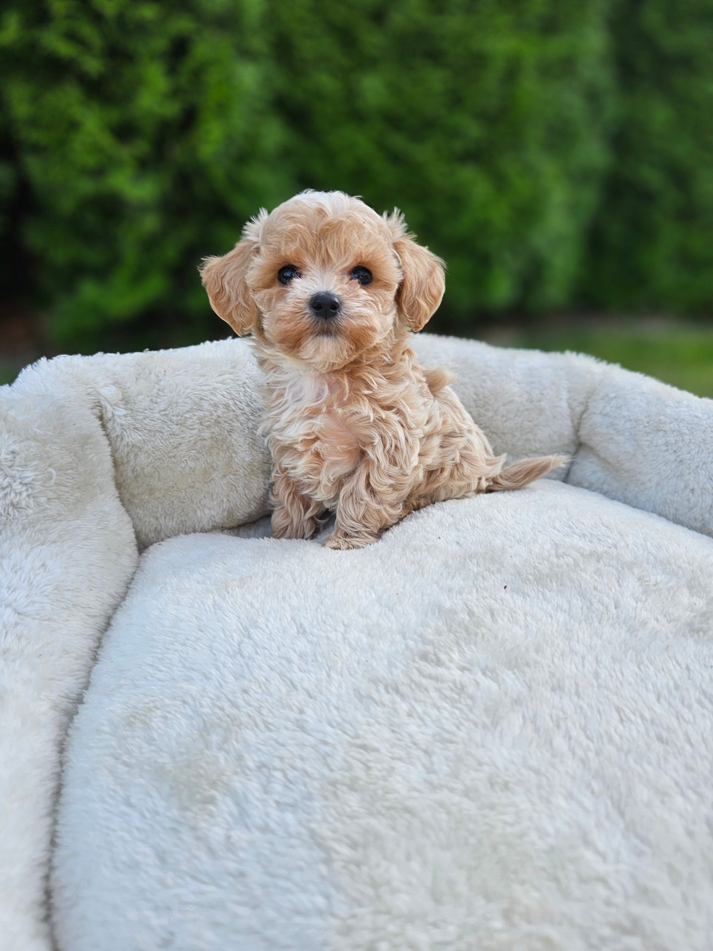 Obejrzyj Filmik Najpiękniejszy Chłopczyk  Maltipoo