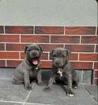 Amstaff Blue suczka