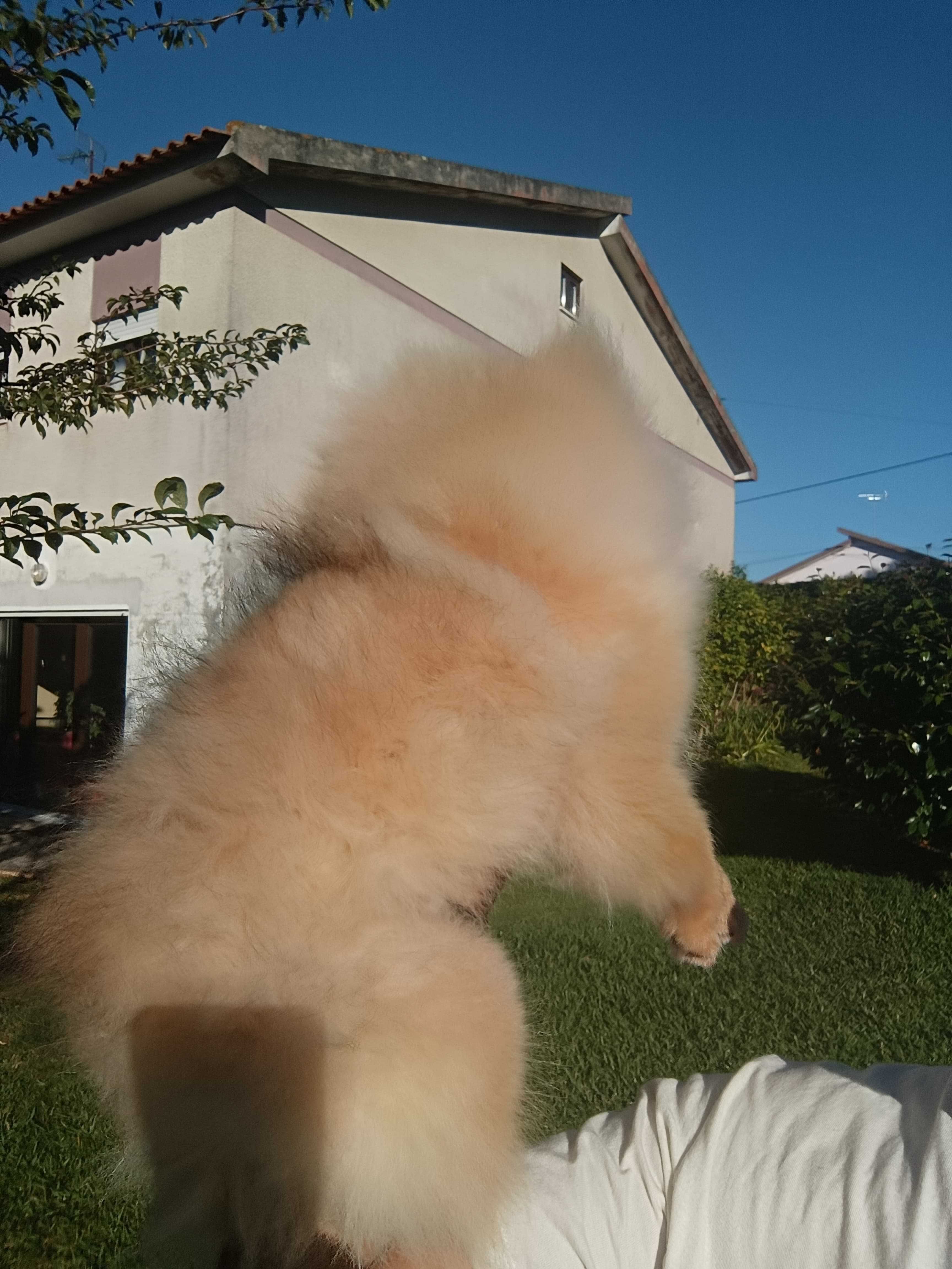 Spitz alemão anão, lulu da pomerânia