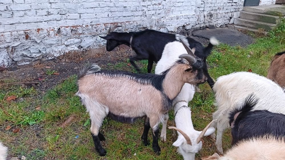 Młode  koziołki...