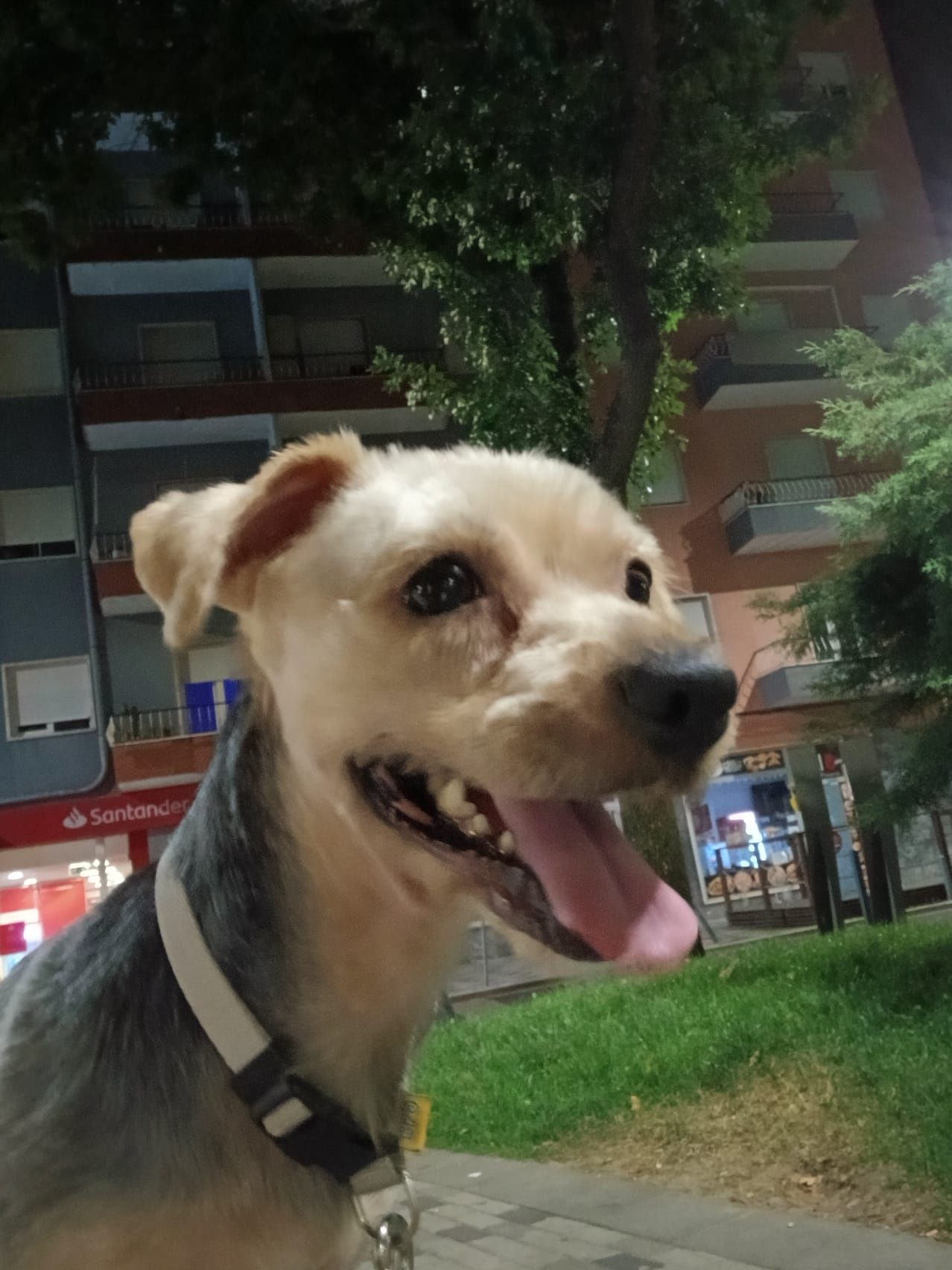 Yorkshires para adopção