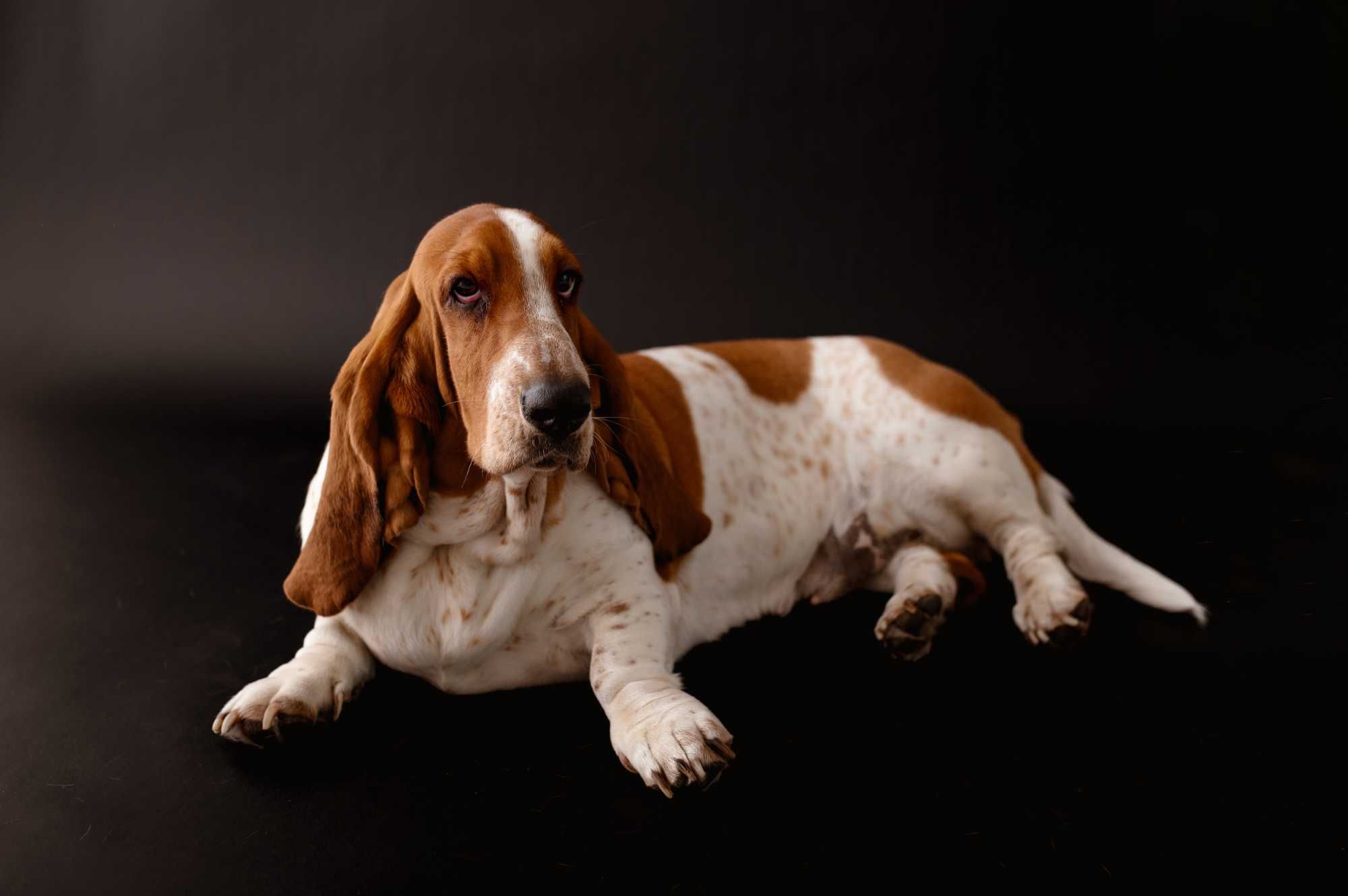 Piesek Basset Hound FCI o imieniu Argon bicolor - zarezerwowany.