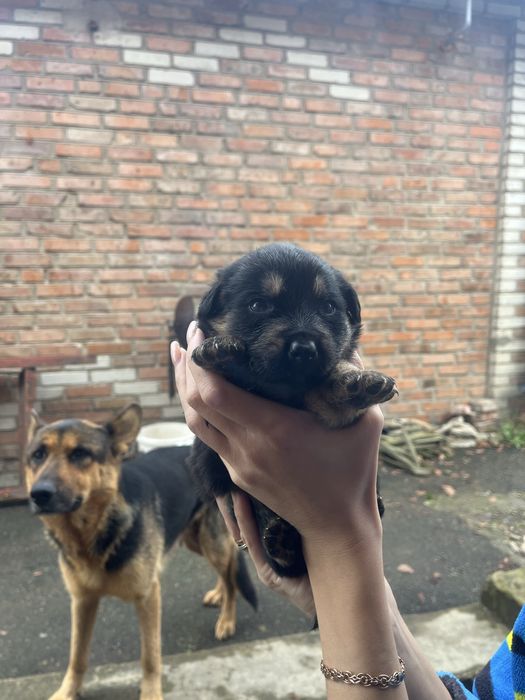 Шукаємо люблячу родину