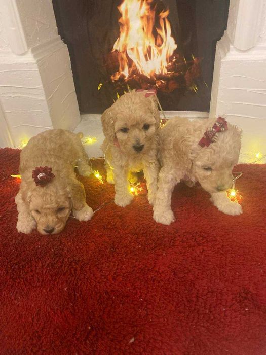 Чудесные щенки пуделята ищут семью