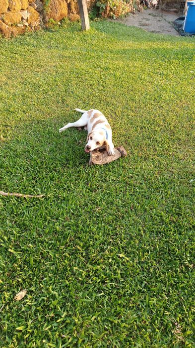 Beagle procura novo lar