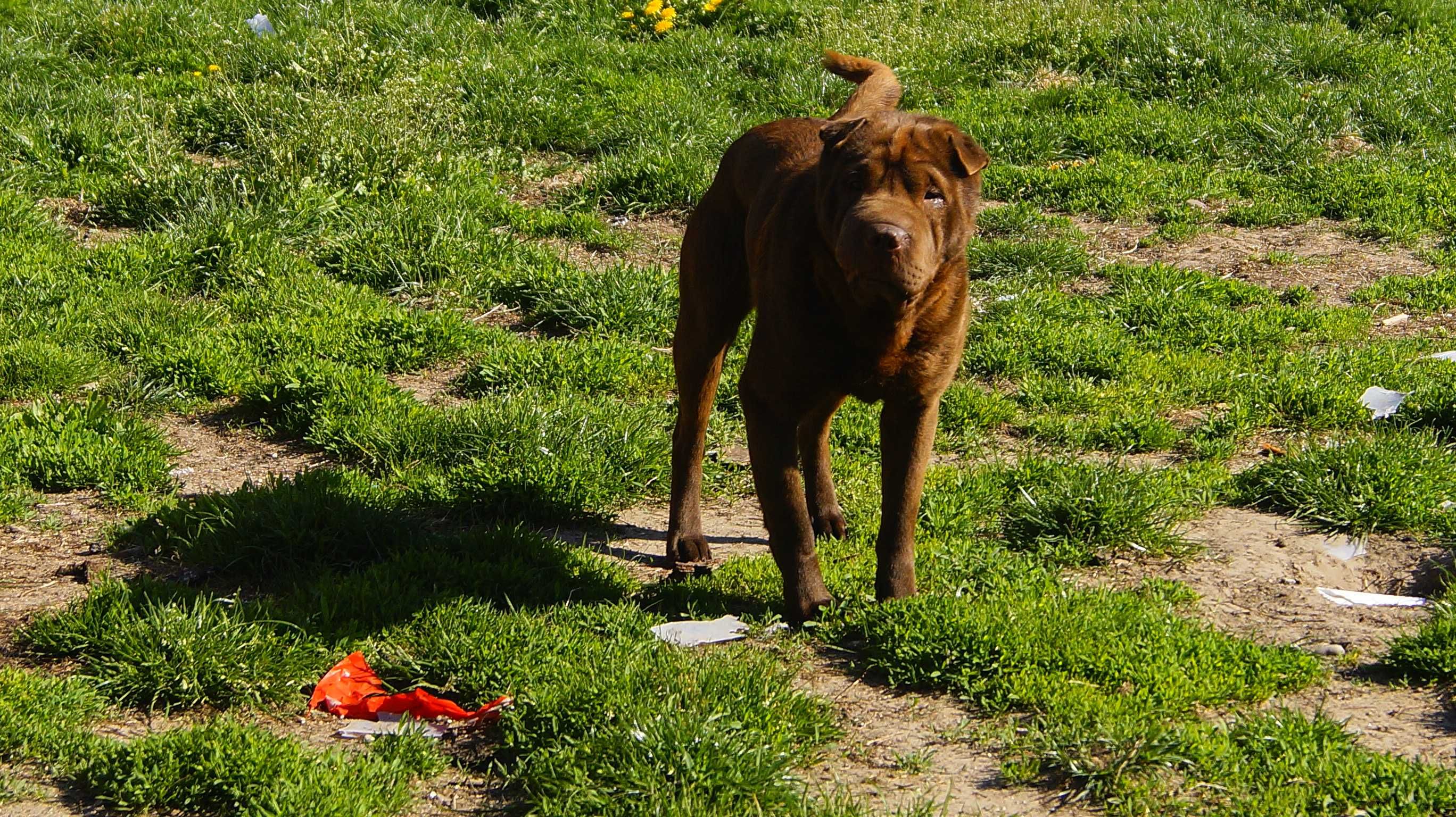 shar pei, czekoladowy samiec- 2 lata- ZA DARMO