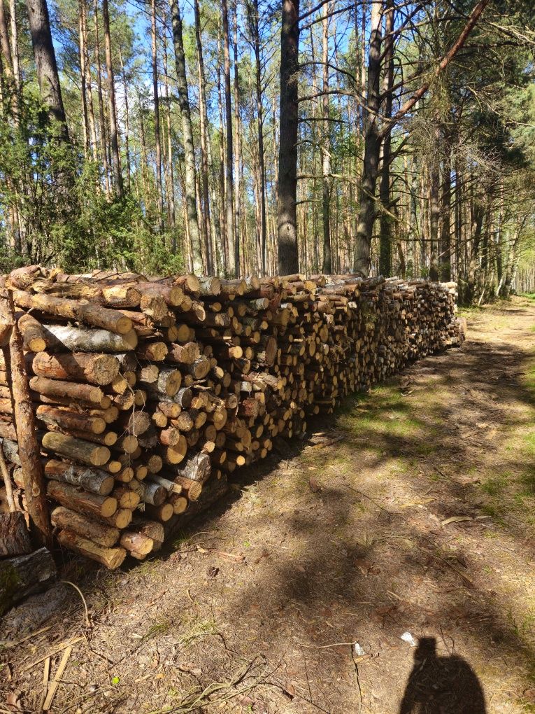 Drewno sosnowe, opałowe
