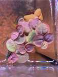 Phyllanthus fluitans - Packs