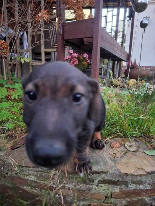 Piesek Szczeniak Reksio do oddania