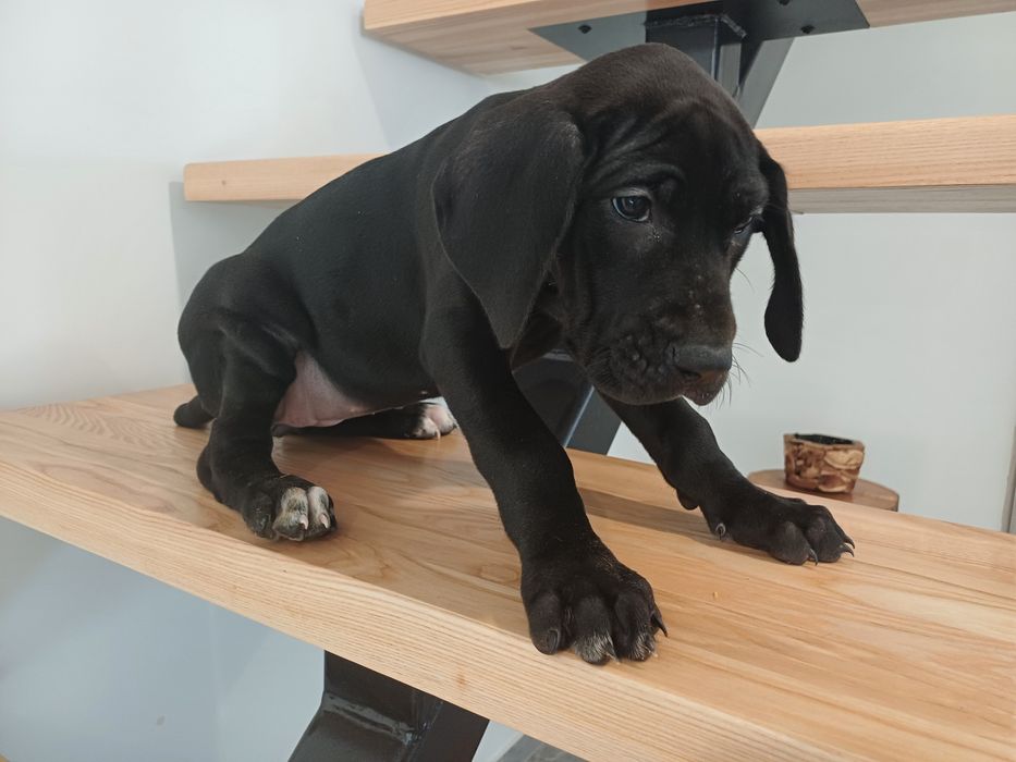 Sunia dog niemiecki czarna