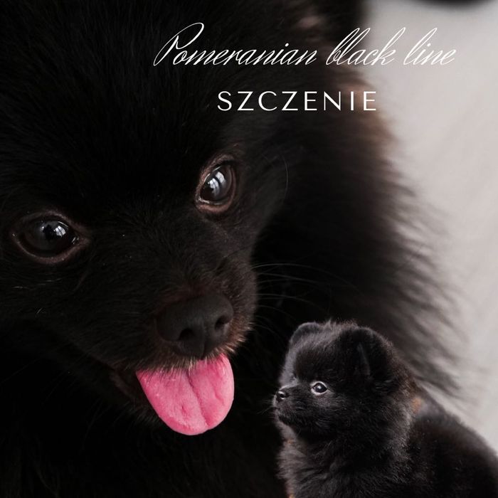 Szpic miniaturowy piesek