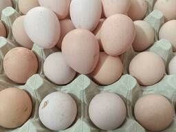 Інкубаційне яйце