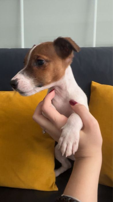 Продаються цуценята Джек-Рассел тер’єр!