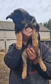 Owczarek niemiecki długowłosy suczka