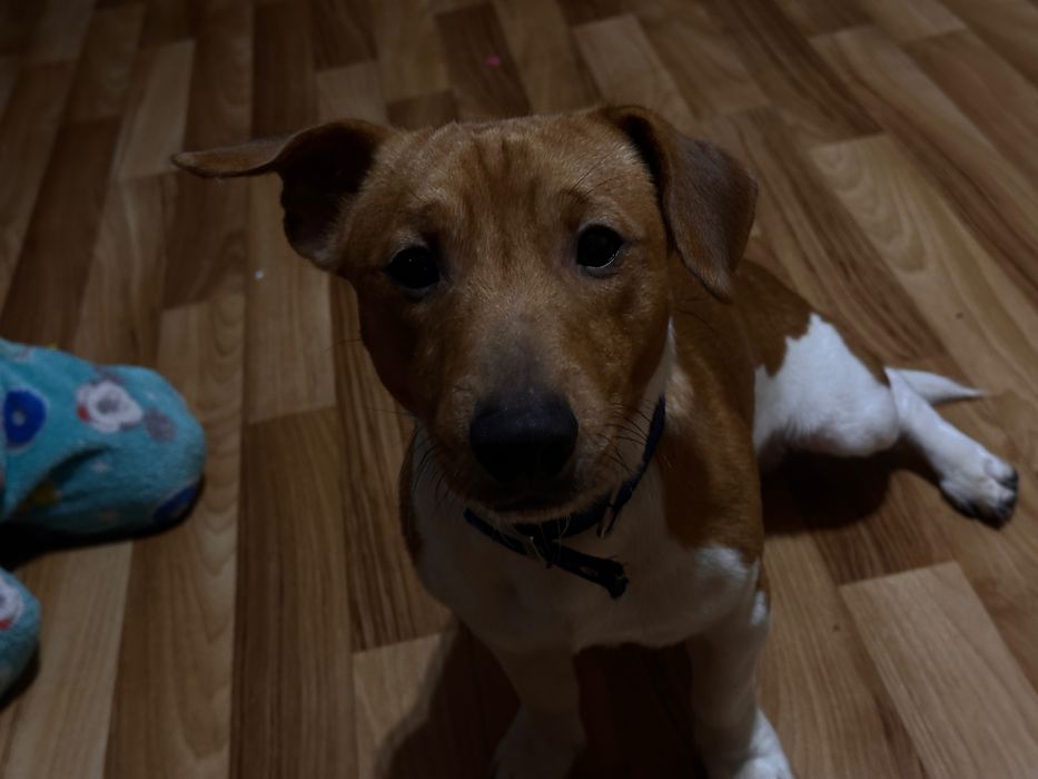 Джек рассел- терьер