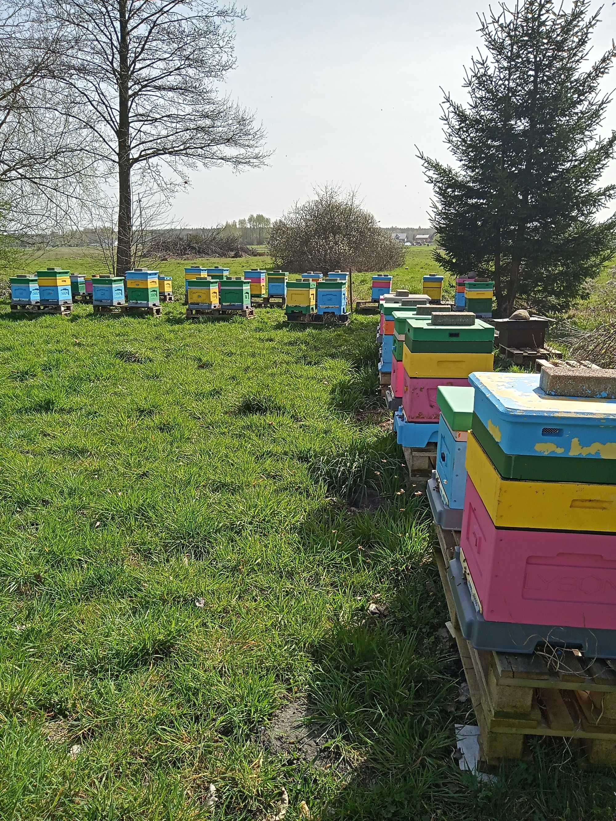 Pszczoły - odkłady pszczele