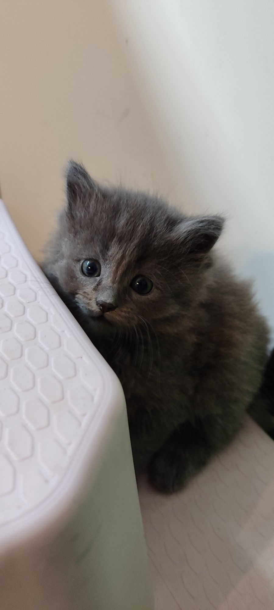Кошенята безкоштовно