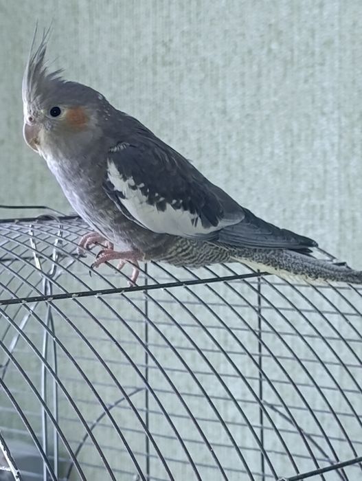 Клетка для папугая