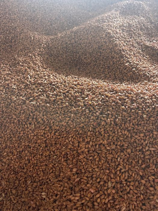 Пшениця насінева