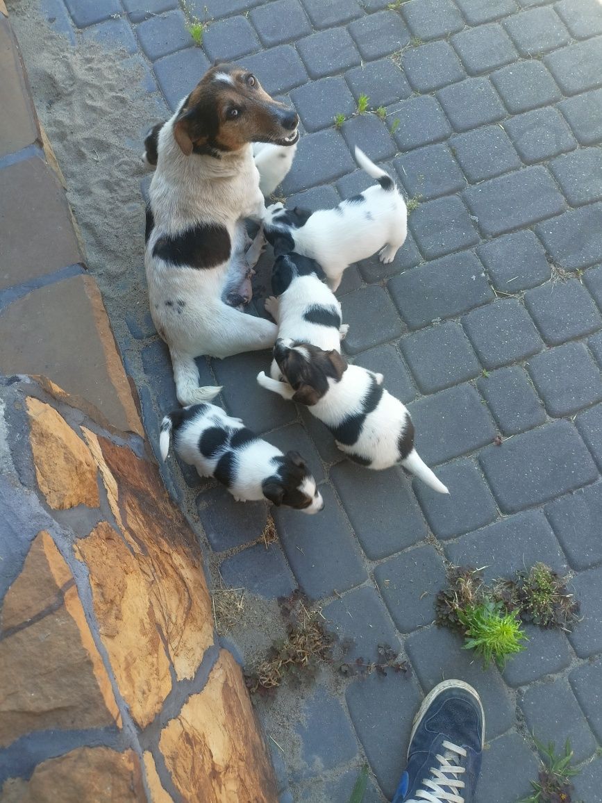 Jack Russell Terrier