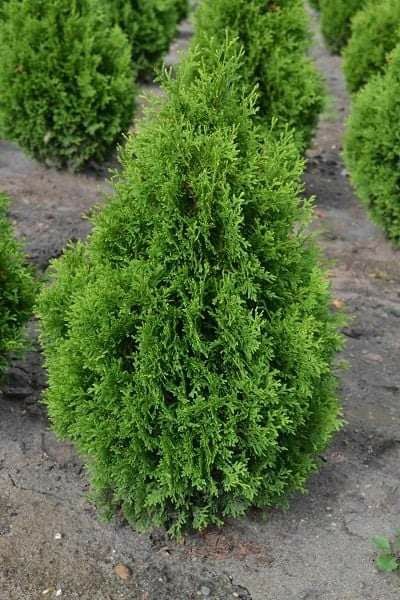 Tuja Szmaragd Thuja