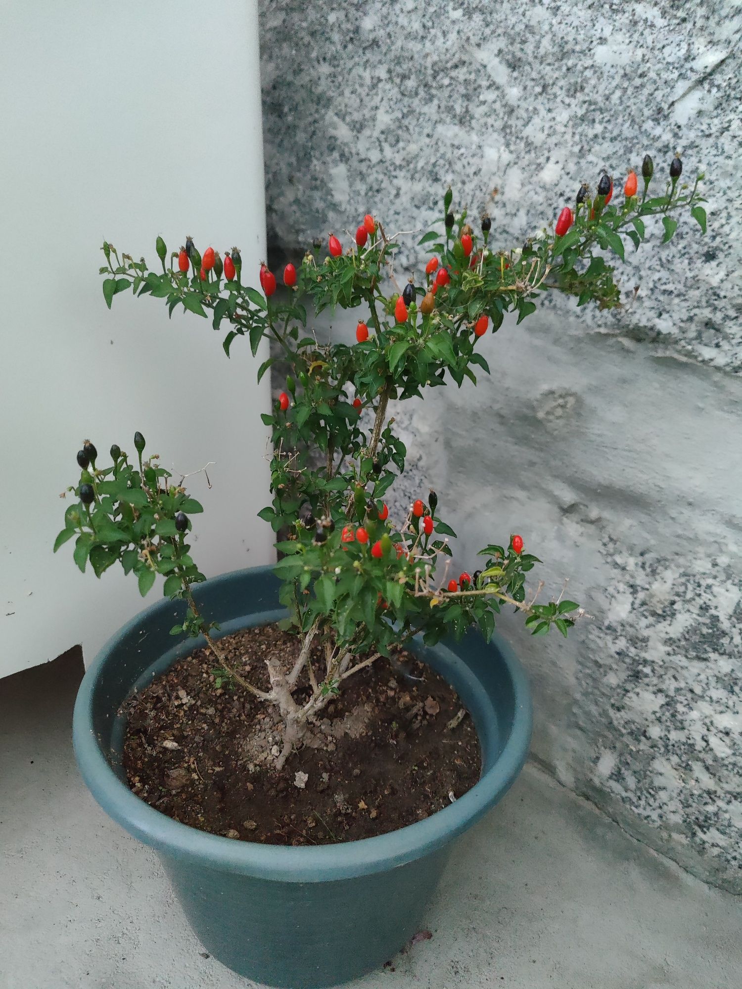 Bagas gindungo piri-piri biológico