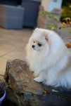 Pomeranian chłopak 7 miesięcy