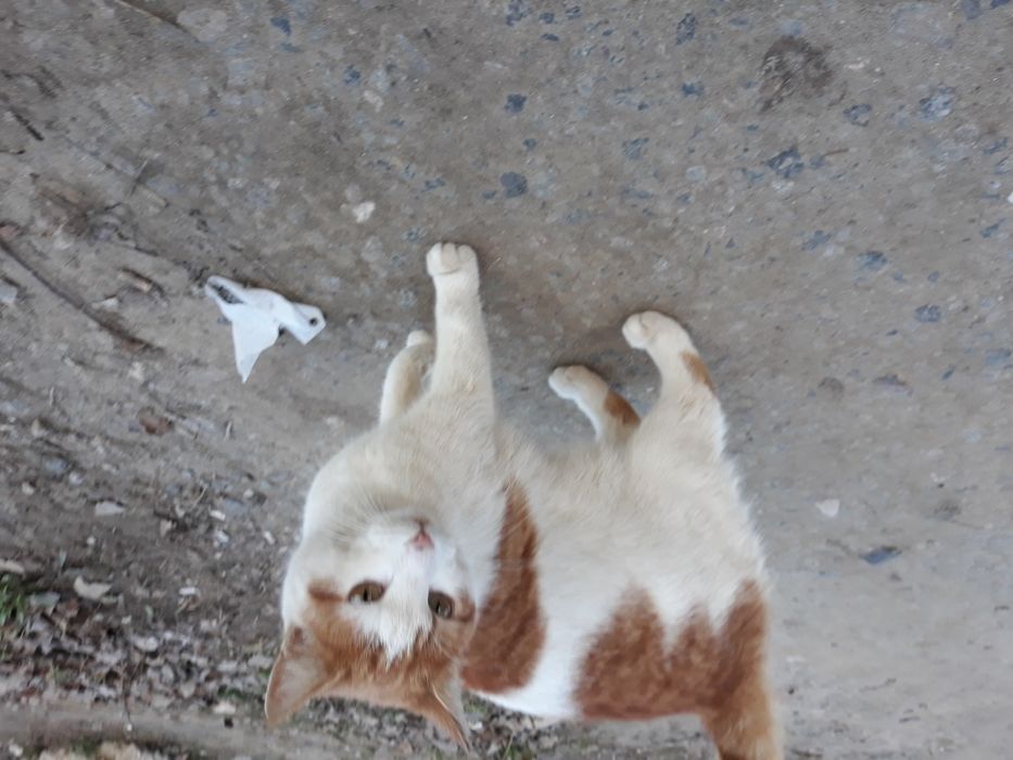 Молодая, стерилизованая, бывшедоманяя кошка!