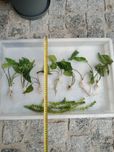 Kryptokoryna pontederiifolia roślinka akwariowa