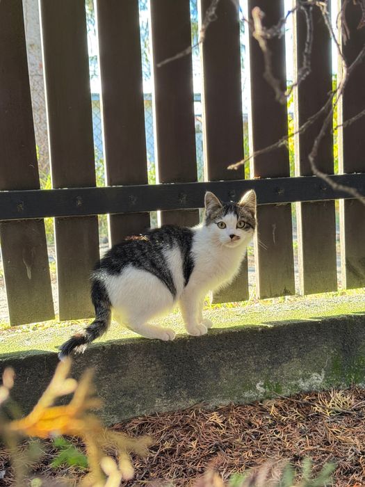 Młode podrzucone kociaki poszukują domu