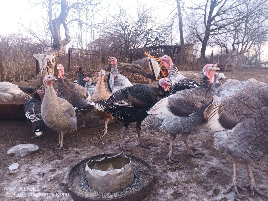 Продам домашних индюков