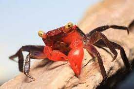 Kraby wampir, red devil Geosesarma sp.