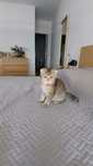 Fêmea scottish Fold