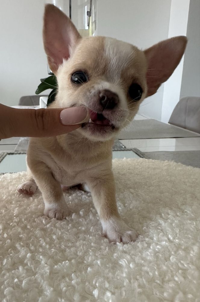 Chihuahua MOCHI chlopczyk ZAREZERWOWANY