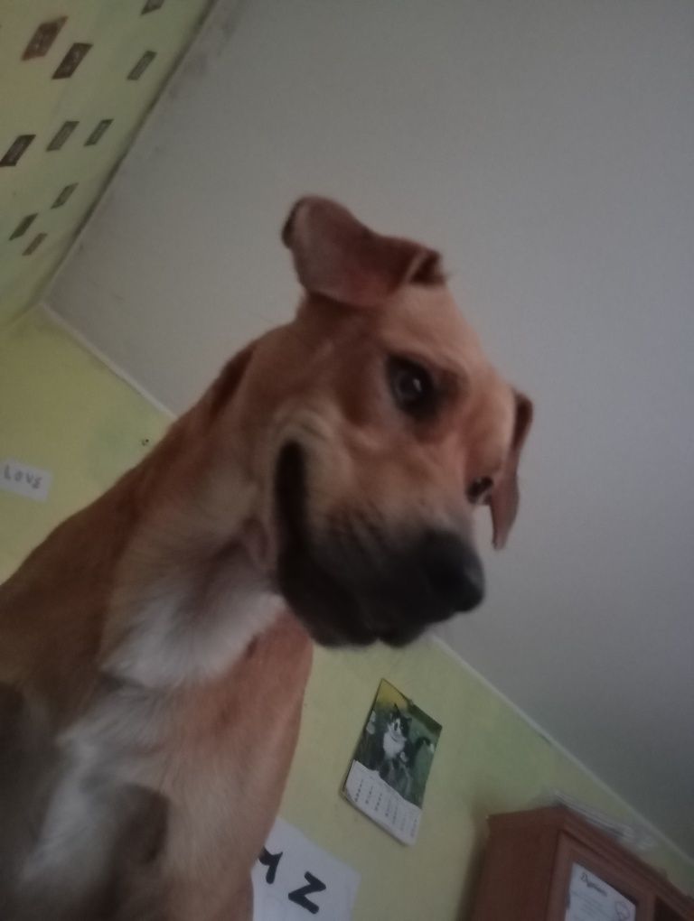 Oddam w dobre ręce