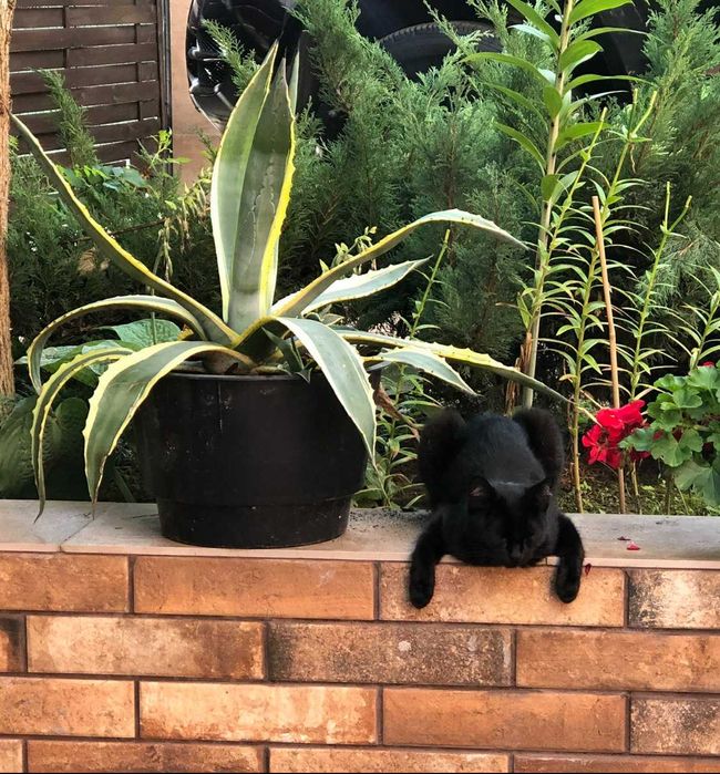 Агава Кактус Продам