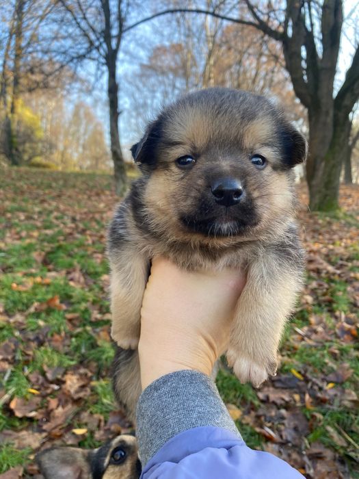 Маленької породи цуцики у хороші руки, не на ланцюг