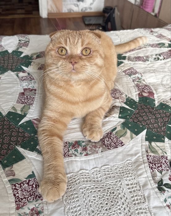 Кіт шукає свою прямовуху «Помпею»