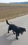 Mix labradora z nowofunlandem