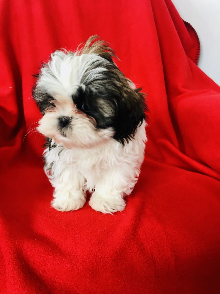 Shih tzu szczeniaczek