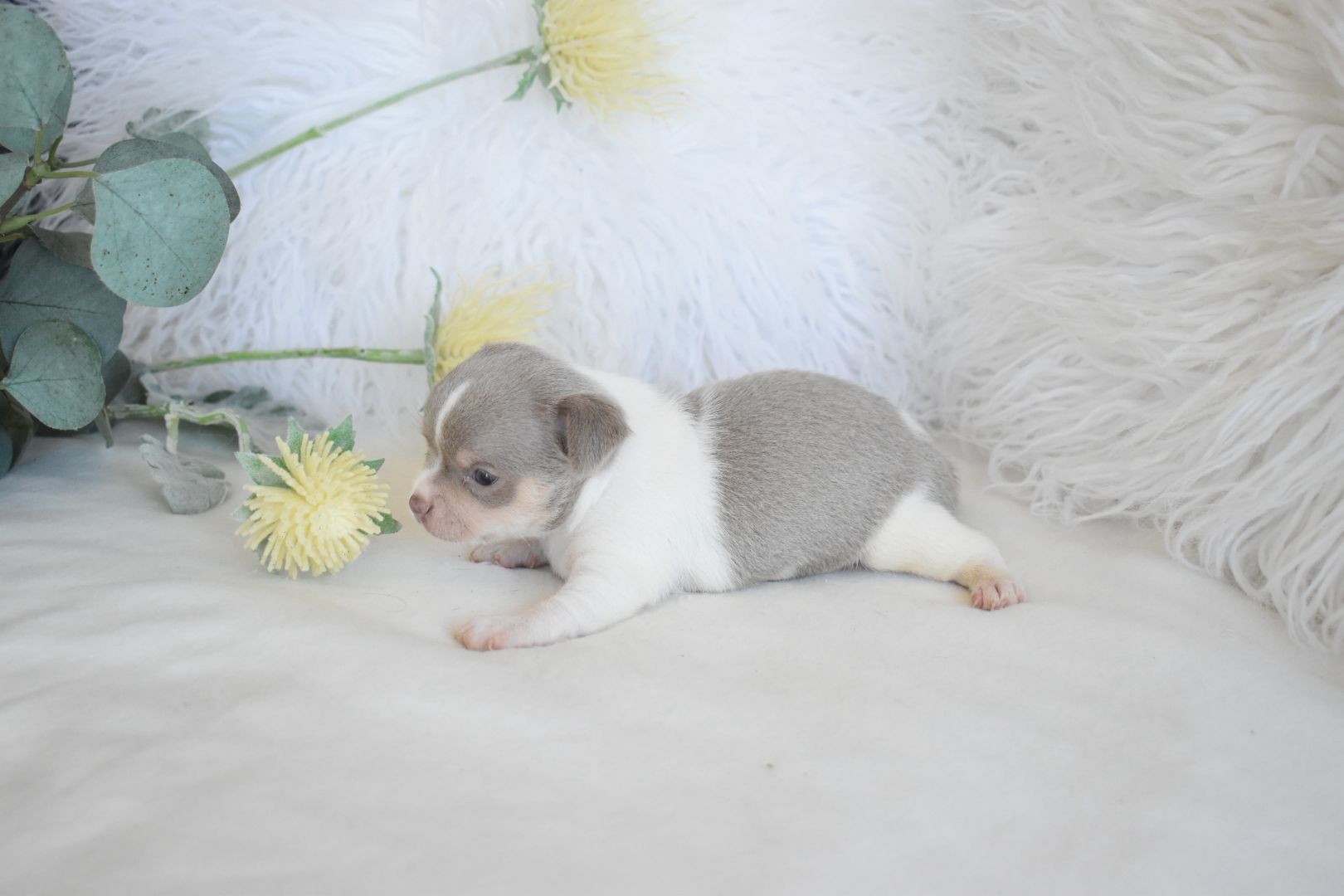 Chihuahua .Cabeça de maçã. Branco e azul dr olhos azuis.