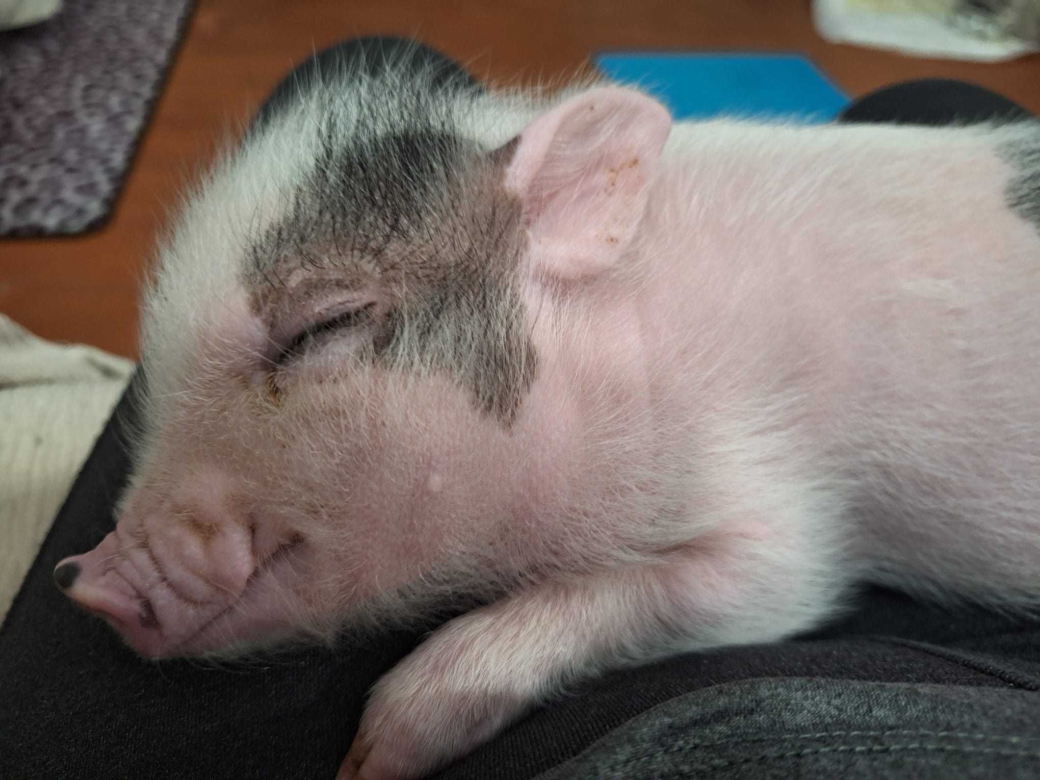 Vendo Mini pig amestrado