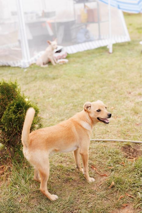Молодий песик, друг та дзвіночок