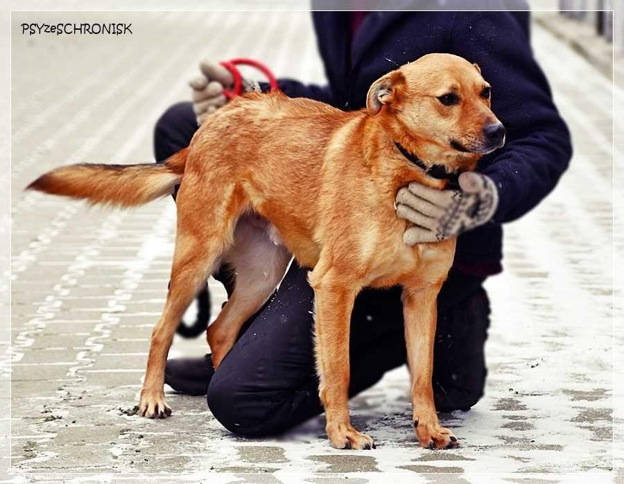 Biszkopt – kochany, socjalny psiak szuka swojego człowieka