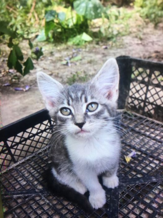 Віддам  в гарні руки кошеня