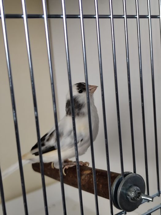 Sprzedam basztarda dzwoniec